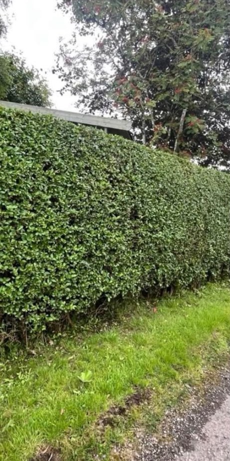 The same roadside hedge trimmed level and neat