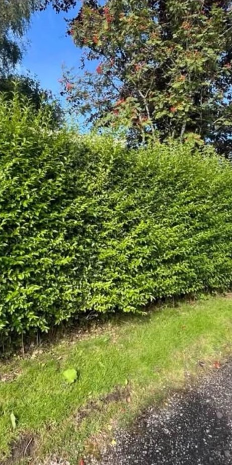 A shaggy roadside hedge before cutting