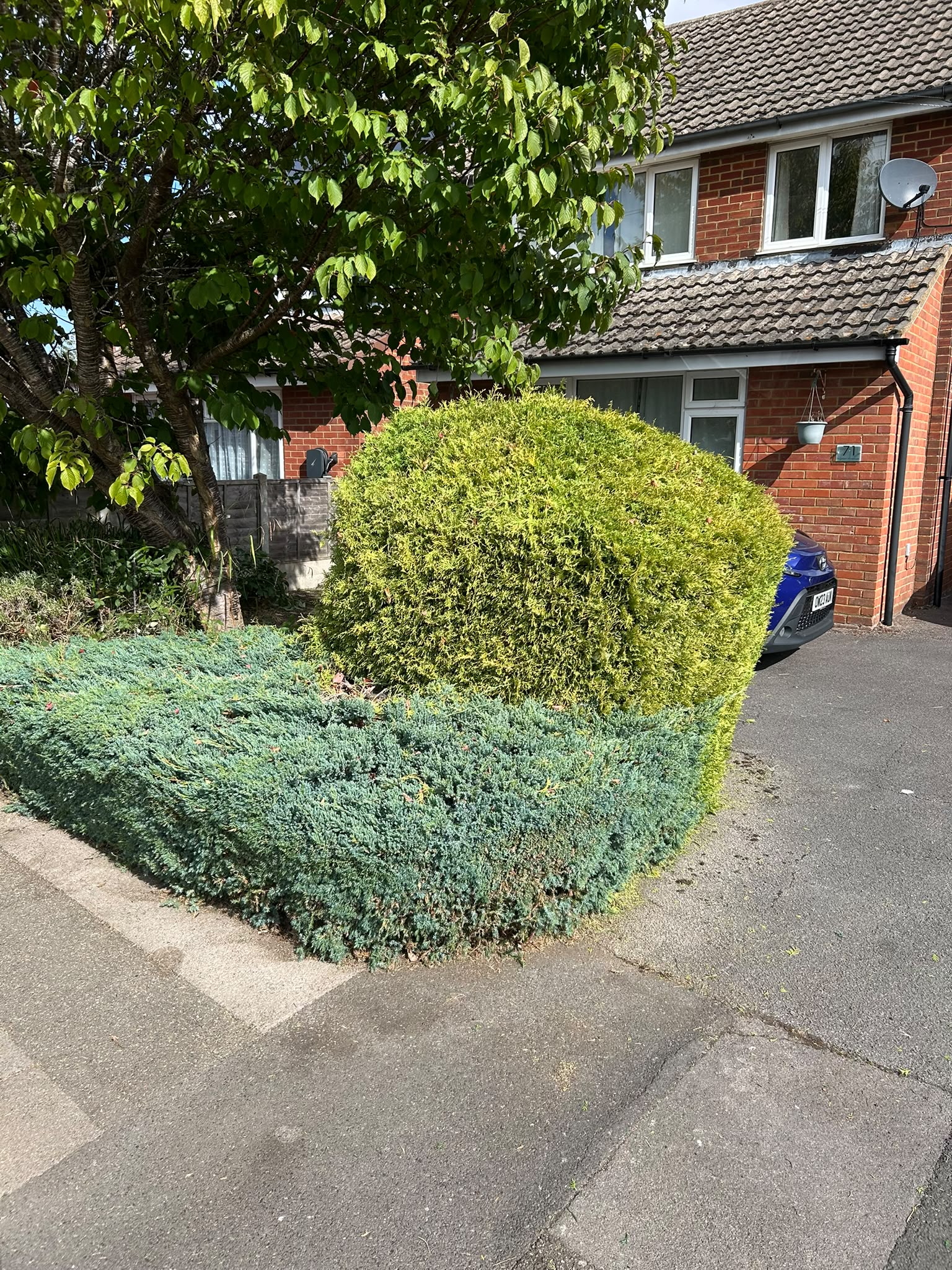 A golden conifer ball and blue juniper border shaped up in a front garden