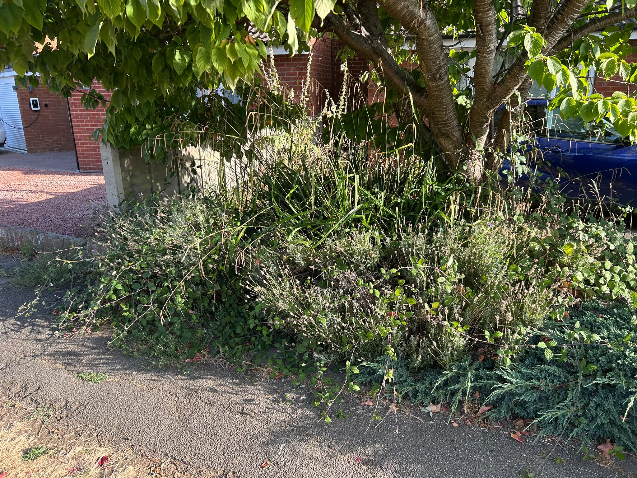 An overgrown border of grass and weeds under a tree ready for clearing