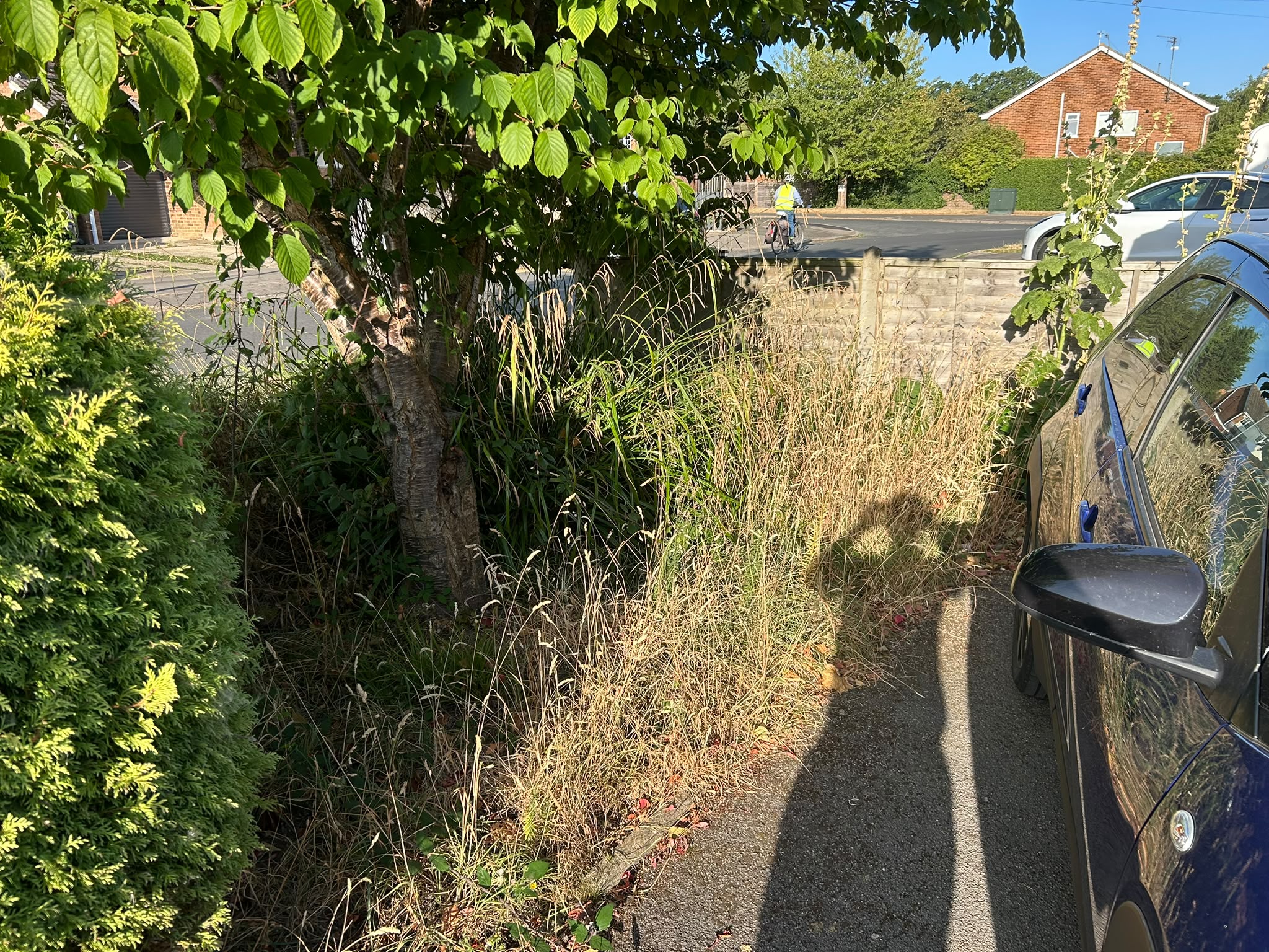 An overgrown front verge of long grass and brambles ready to clear