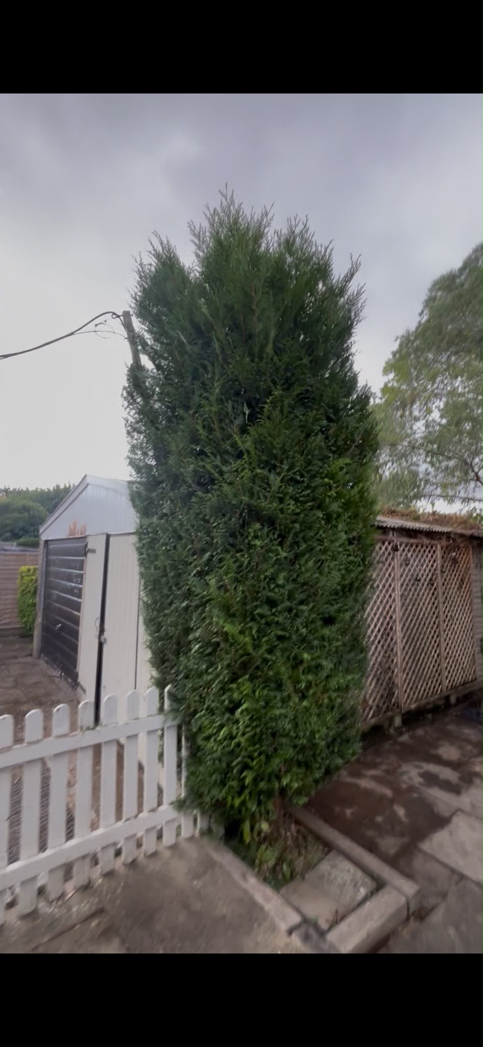 A tall conifer hedge trimmed into a neat column beside a driveway