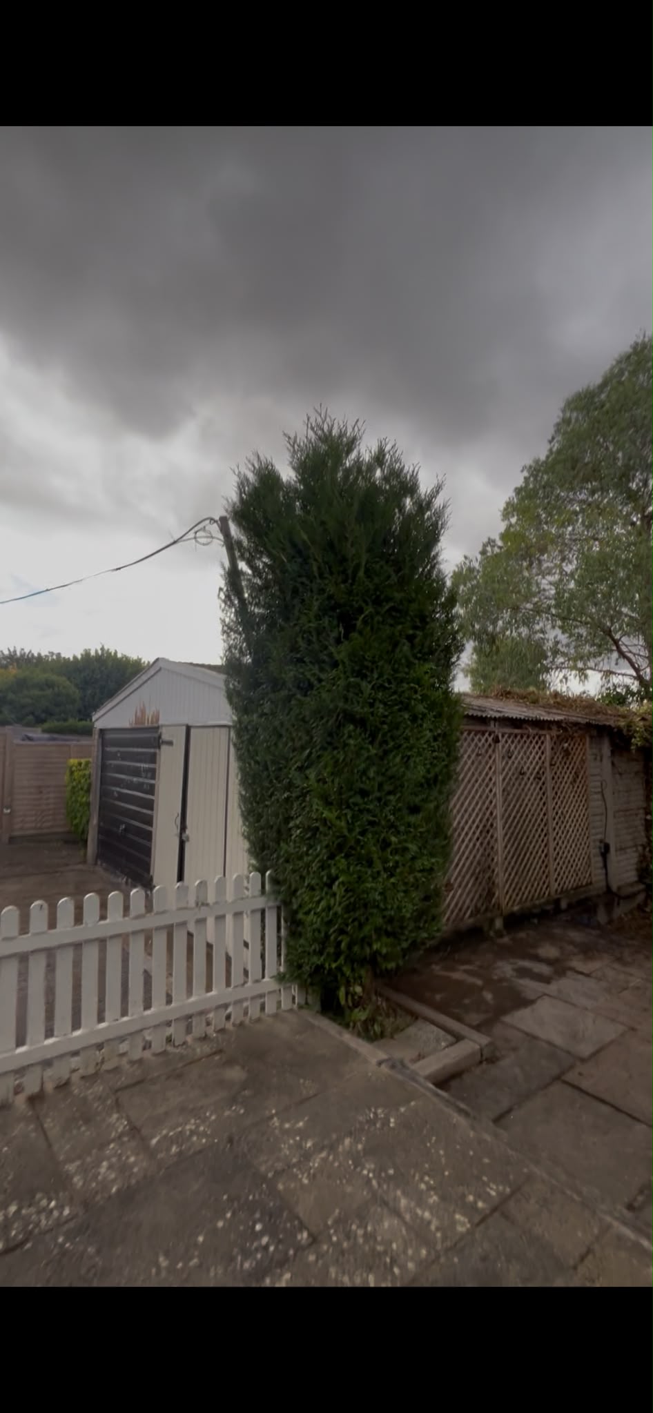 A long conifer hedge freshly trimmed along a front garden