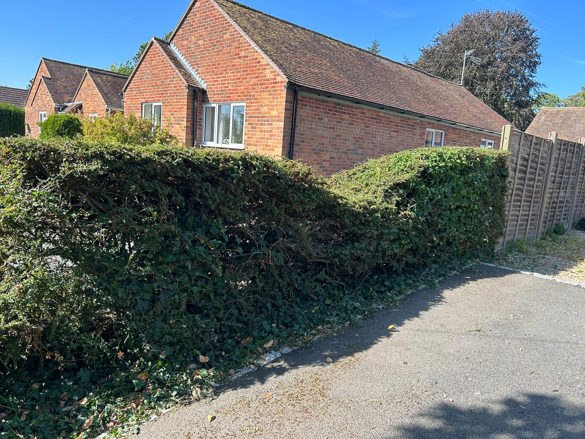 A tall conifer hedge beside a bungalow trimmed with a shaped top