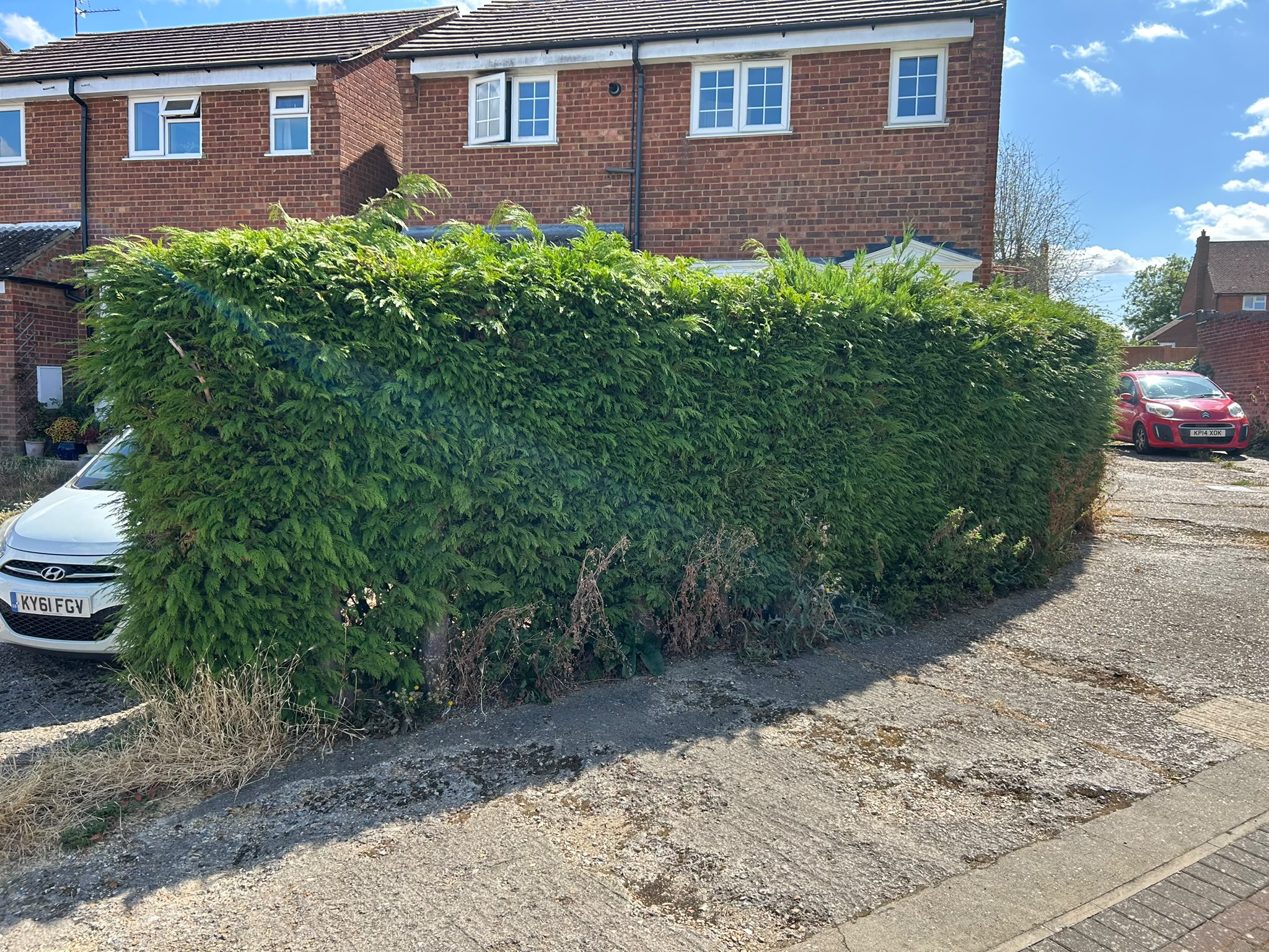 A long street-side conifer hedge trimmed square and level
