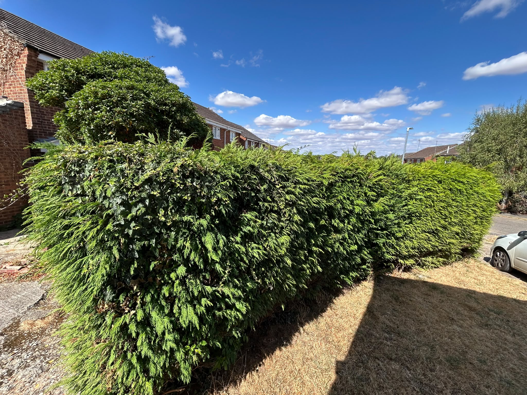 A long conifer hedge trimmed level with a rounded topiary feature