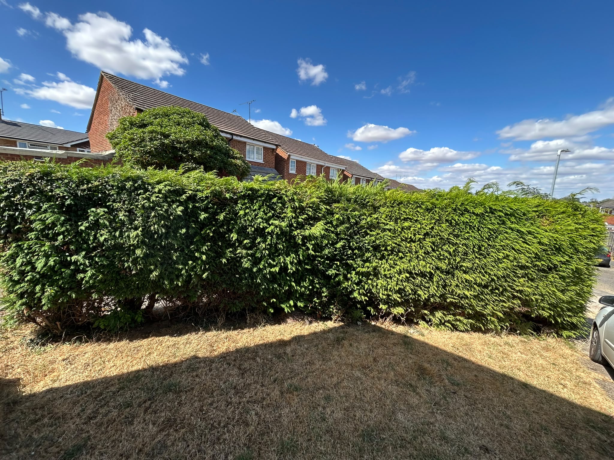 A conifer hedge trimmed level with a shaped topiary top beside a house