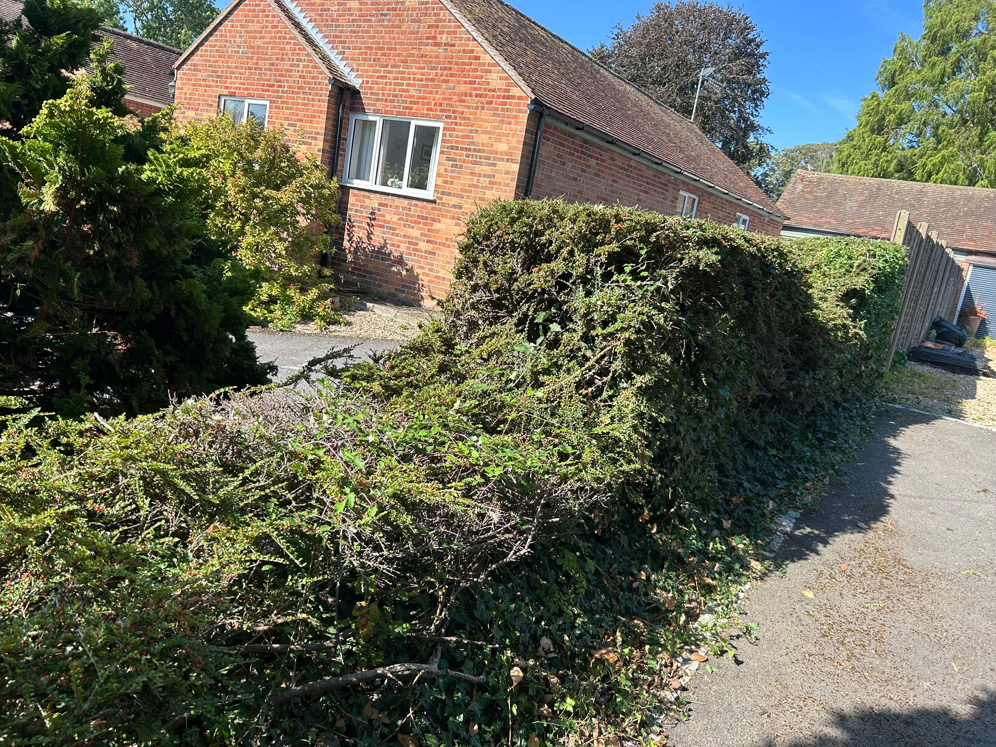 A large hedge reduced and tidied beside a house