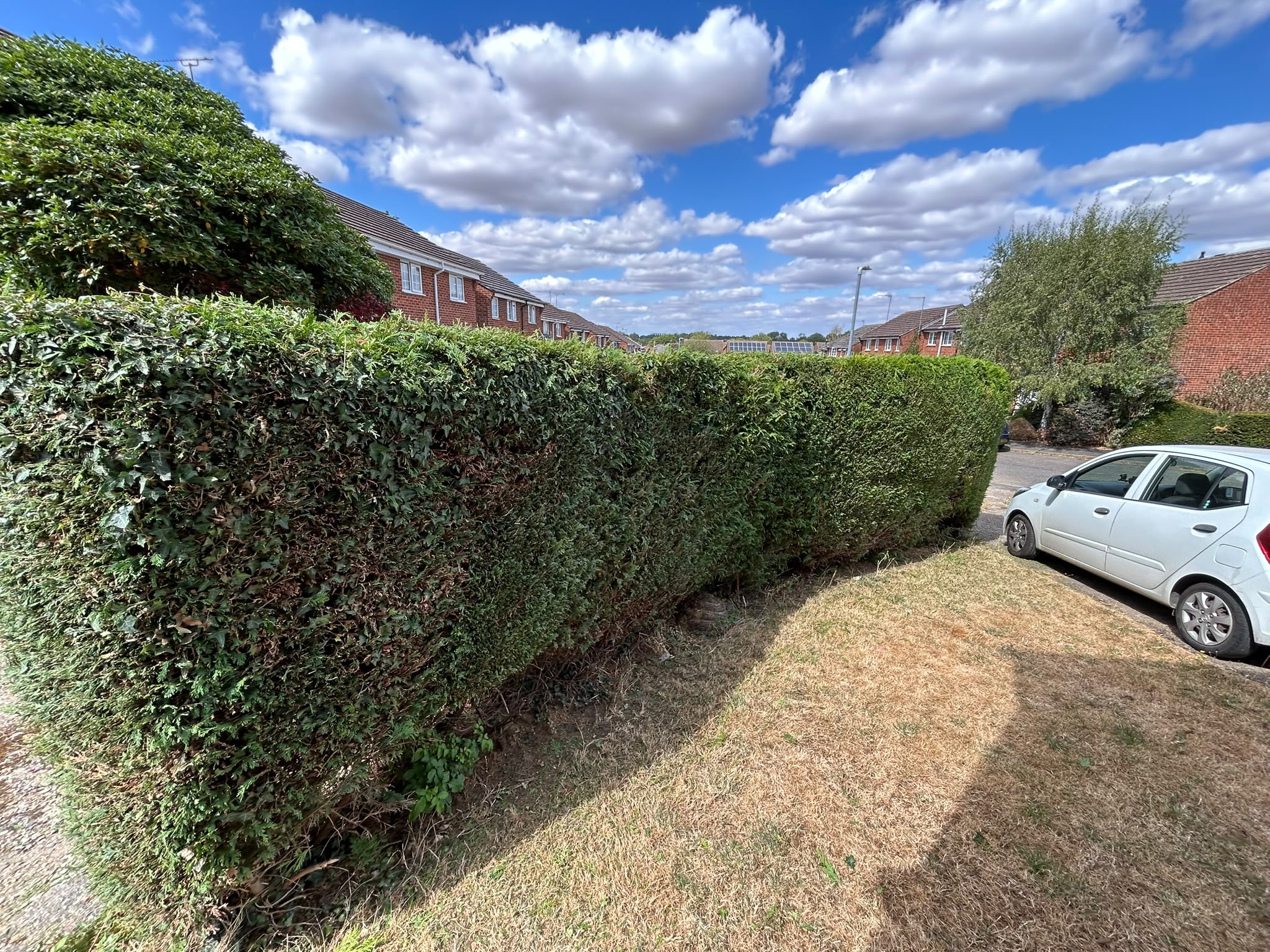 A mixed ivy and conifer hedge trimmed level along a driveway