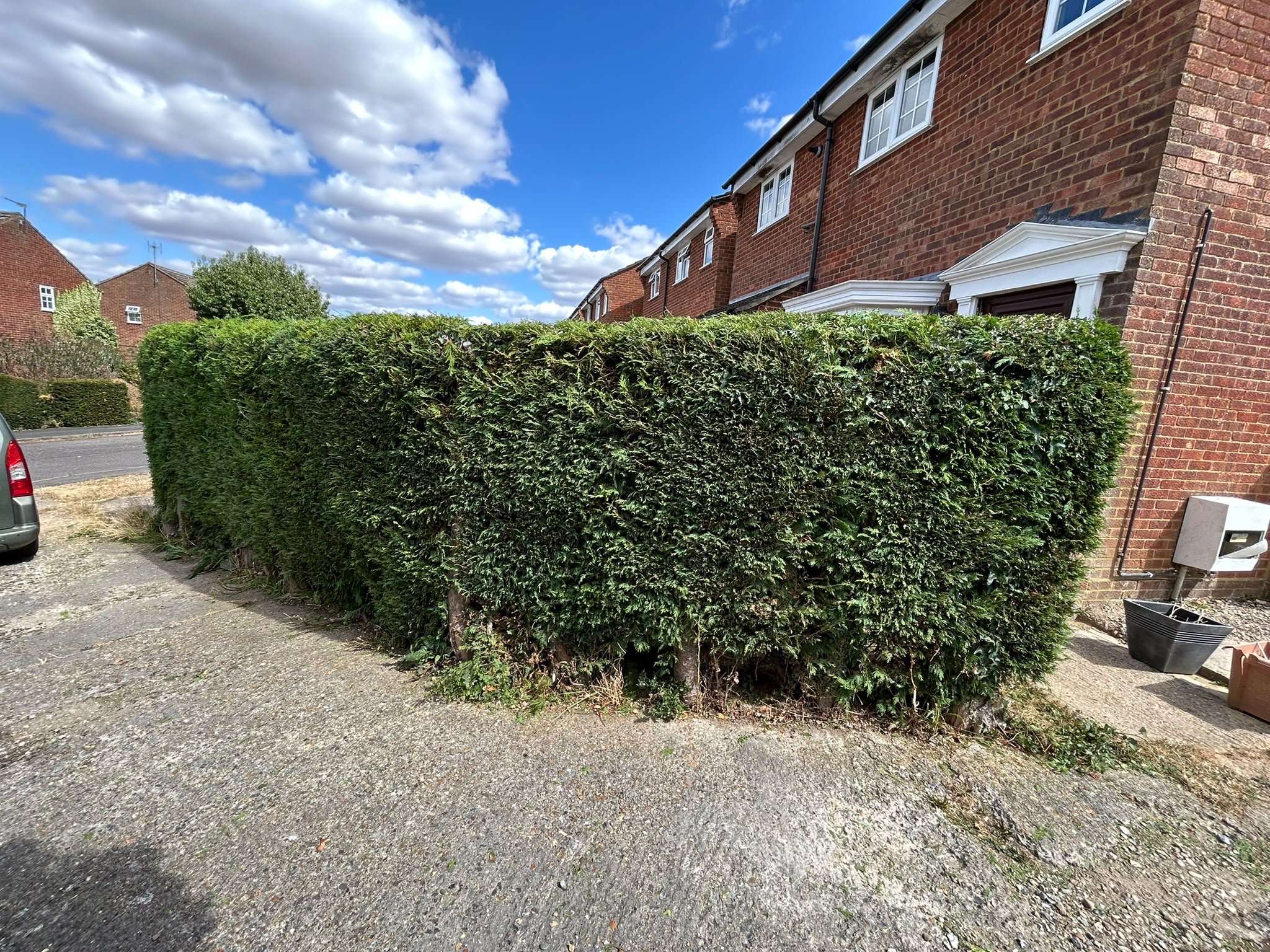 A long roadside conifer hedge trimmed level and square