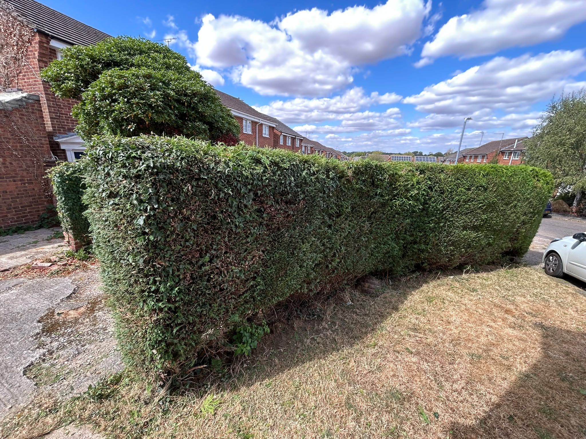 A hedge trimmed square with a decorative shaped topiary top