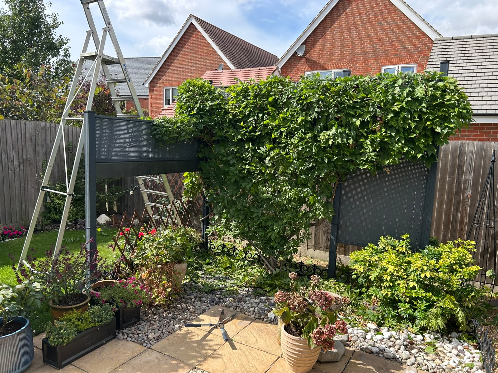 A wisteria-covered pergola frame freshly cut back and shaped