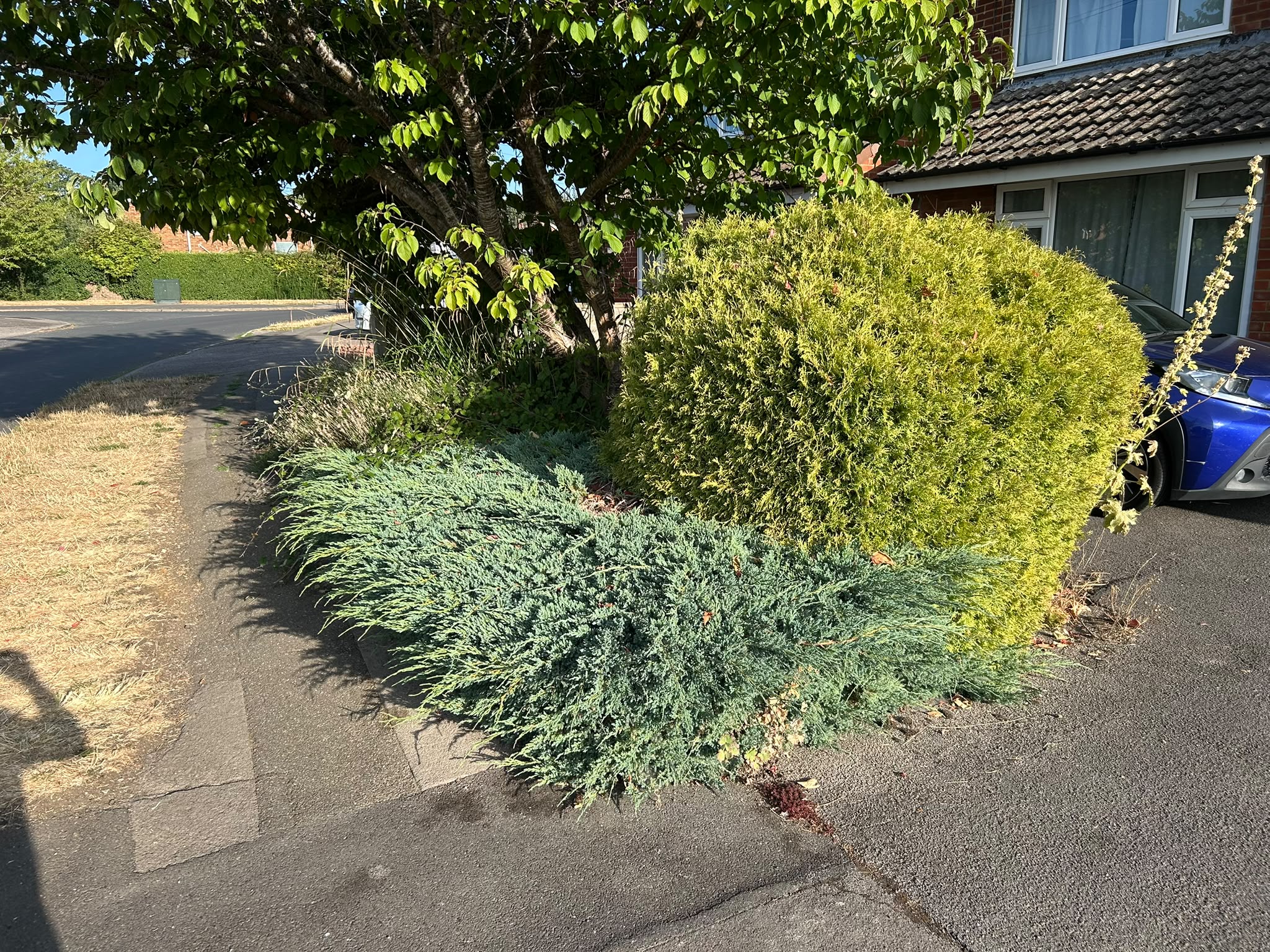 A golden conifer shaped into a ball with a blue juniper edge