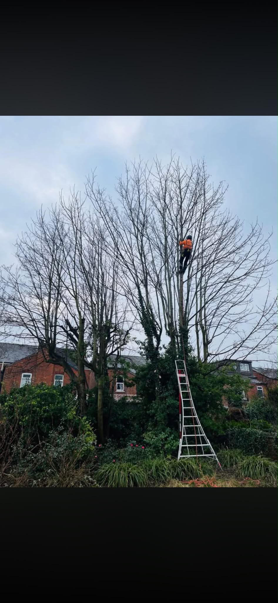 A tree surgeon climbing high into a large tree to prune it