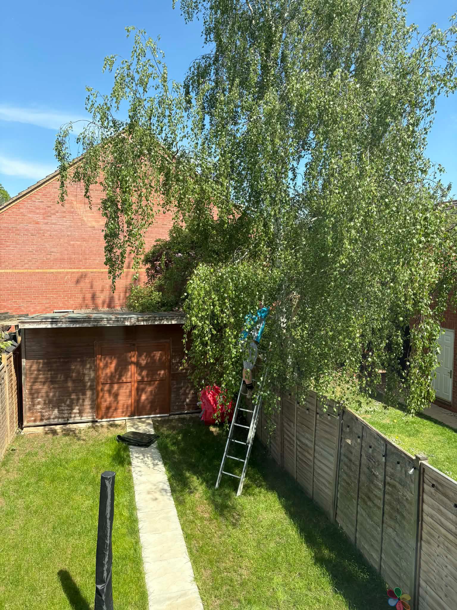 A tree surgeon on a ladder pruning a tall silver birch