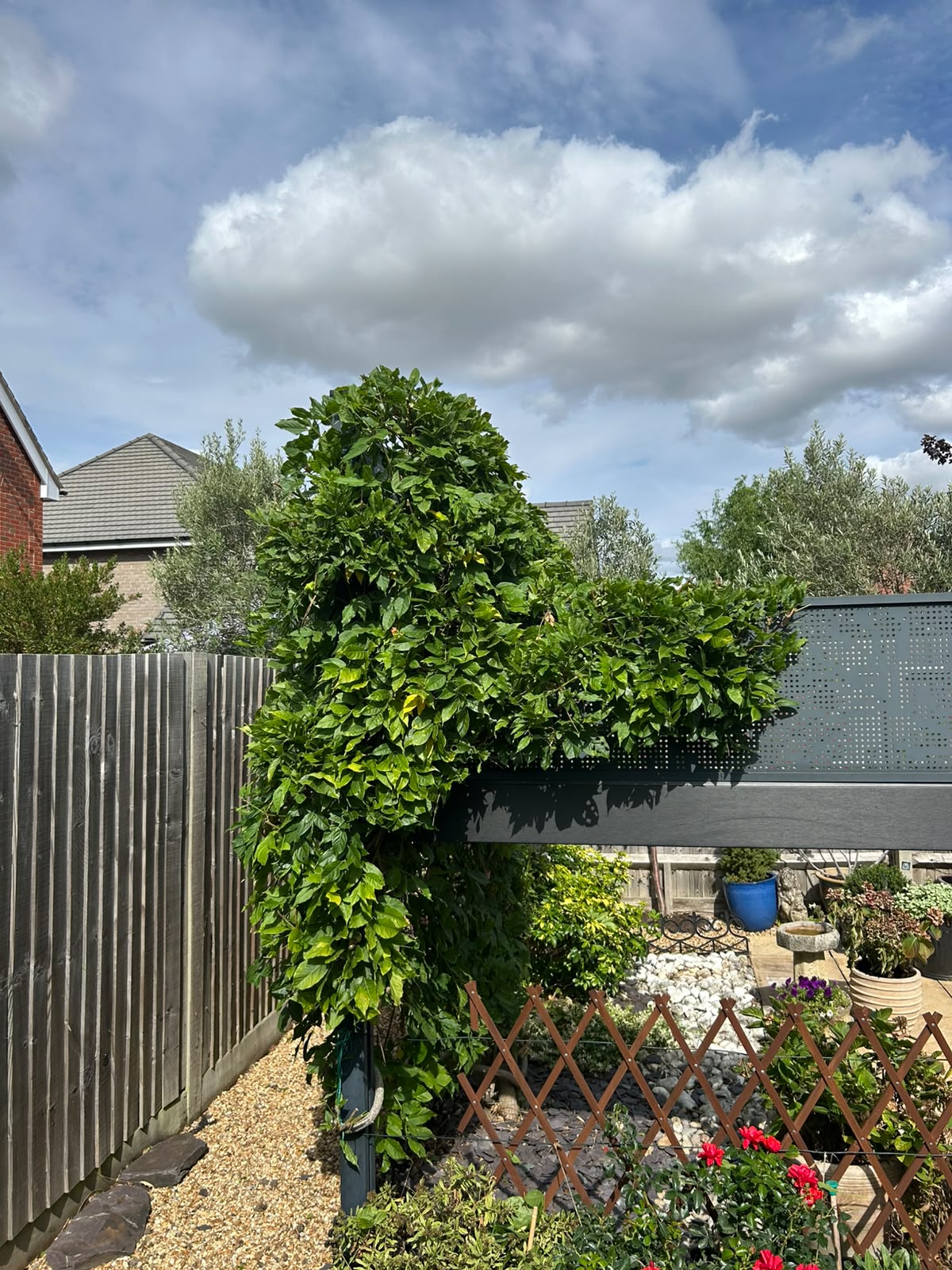 Established wisteria trained neatly over a garden arch