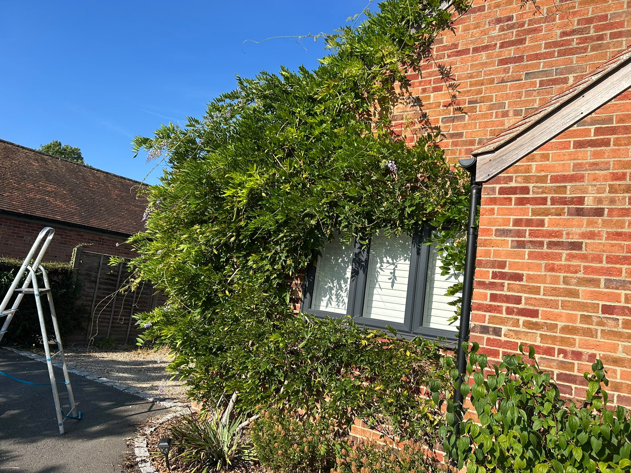 Wisteria and climbers trimmed neatly back around a window